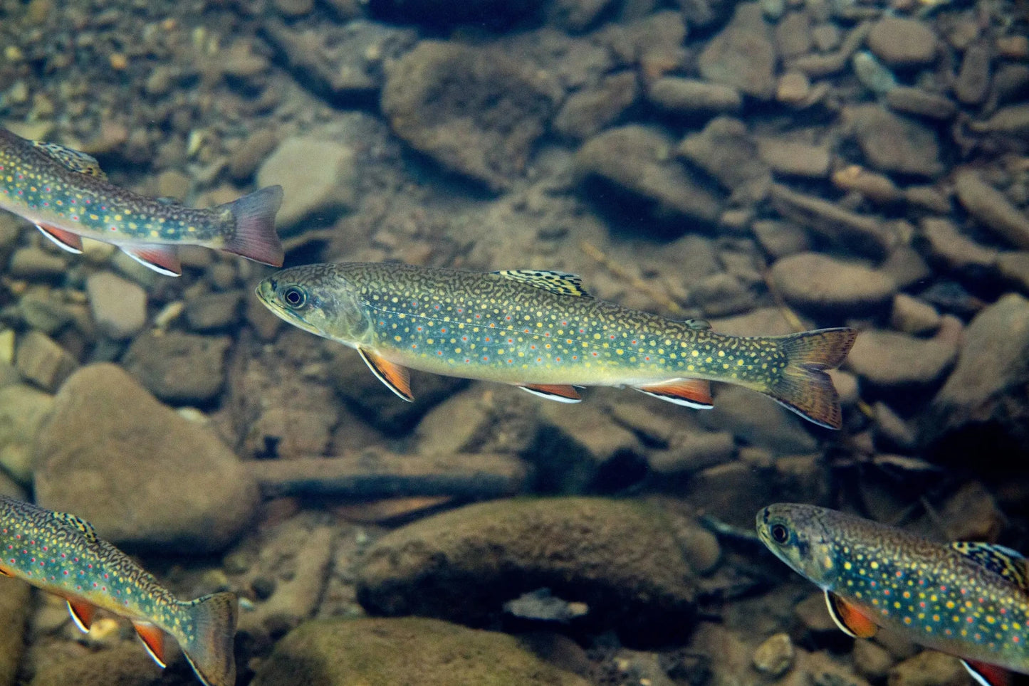 Brook Trout
