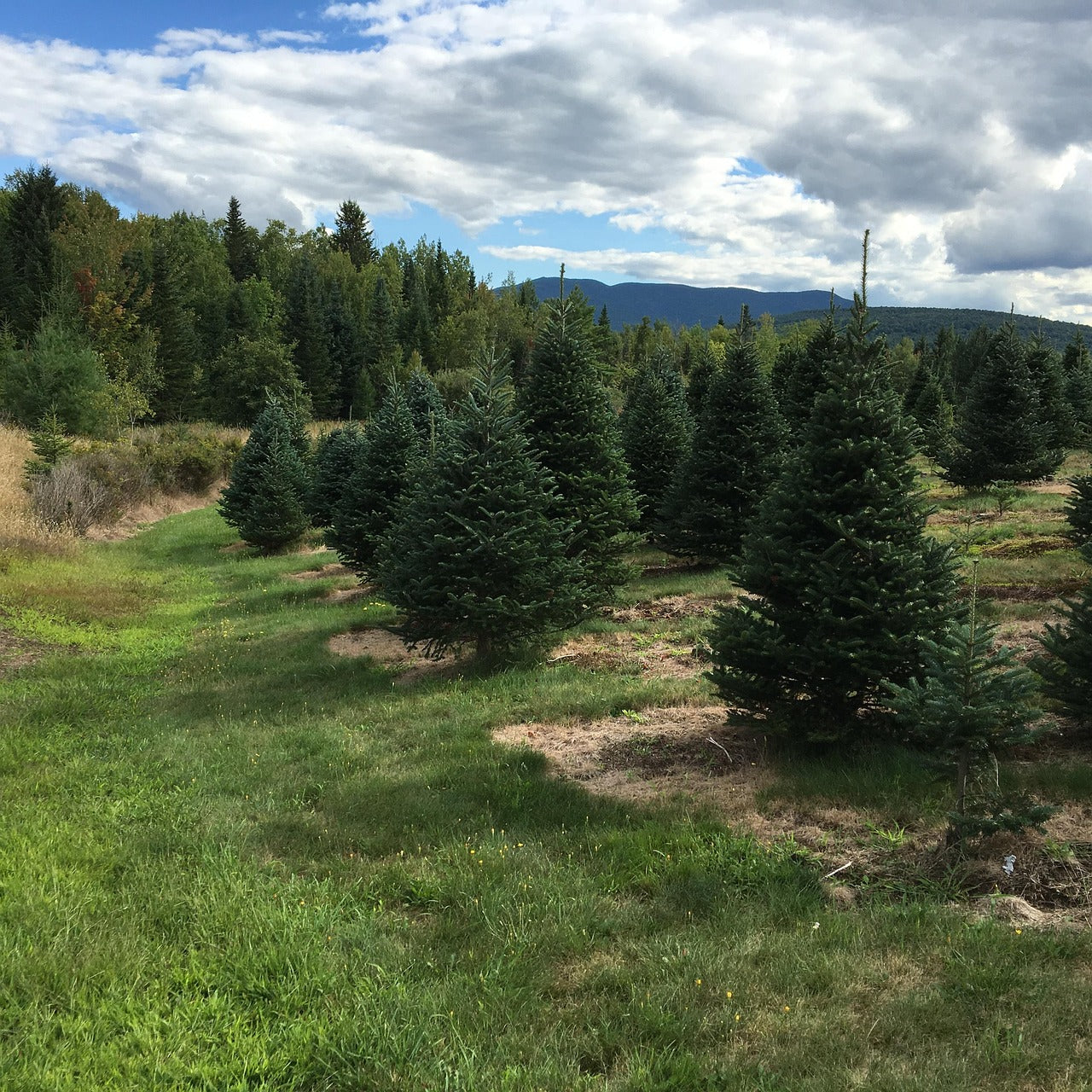 Balsam Fir Transplant