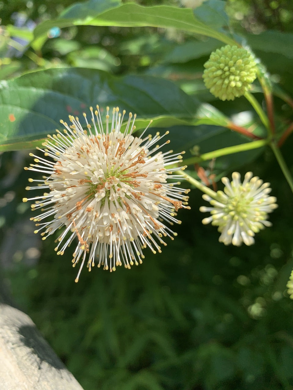 Buttonbush