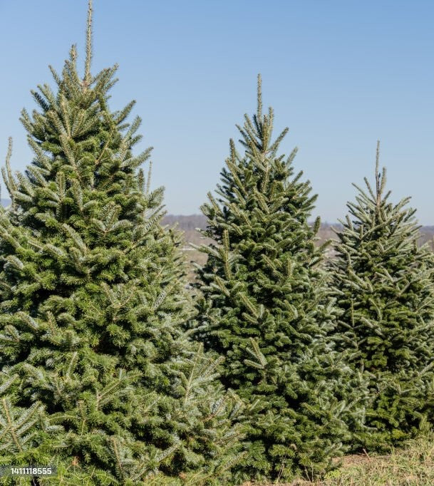 Fraser Fir Transplant