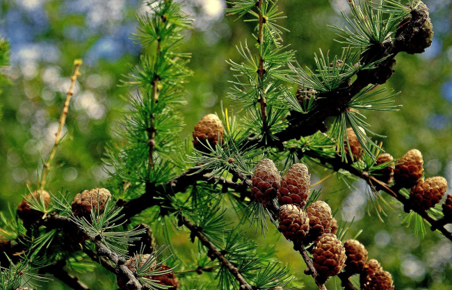 American Larch