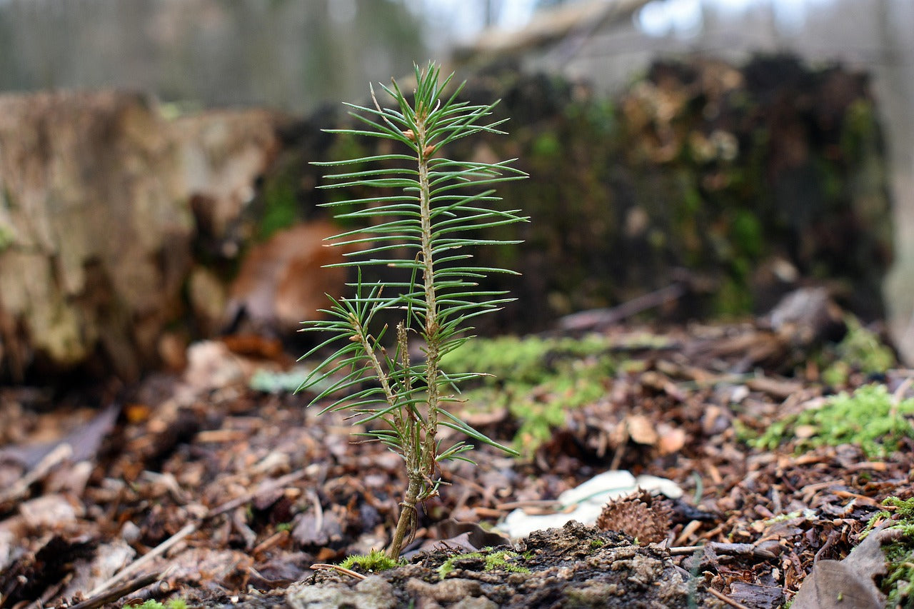 White Pine Seedling