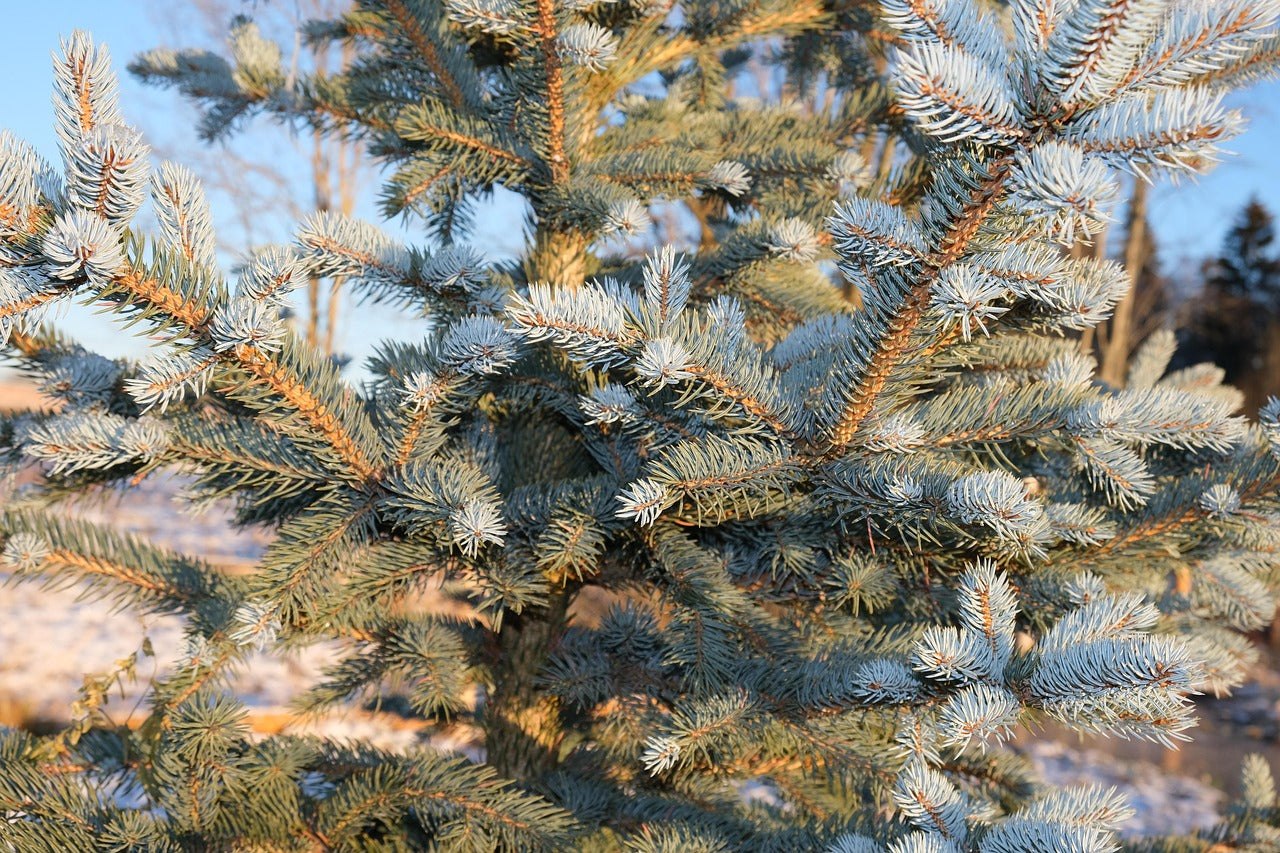 Colorado Blue Spruce Seedling