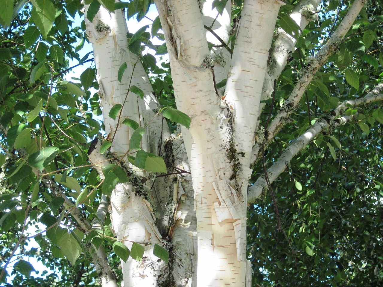 Paper Birch