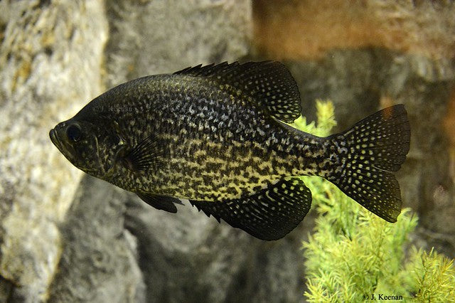 Black Crappie