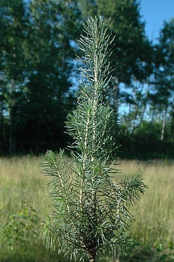 White Spruce Seedling