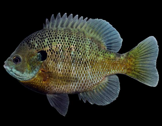 Hybrid Bluegill/Sunfish
