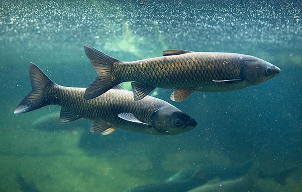 Sterile Grass Carp