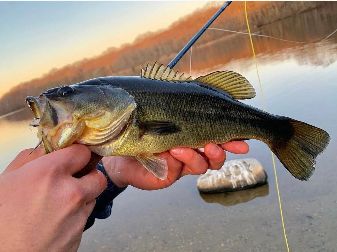 Largemouth Bass