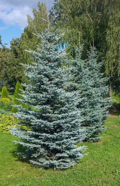 Colorado Blue Spruce Transplant