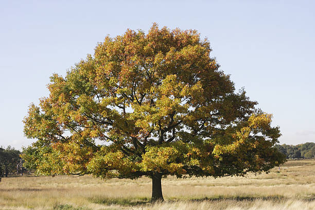 Red Oak