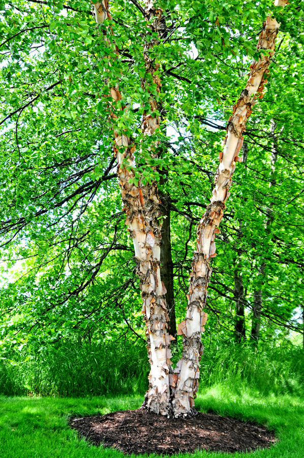 River Birch