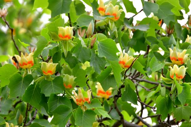 Tulip Poplar