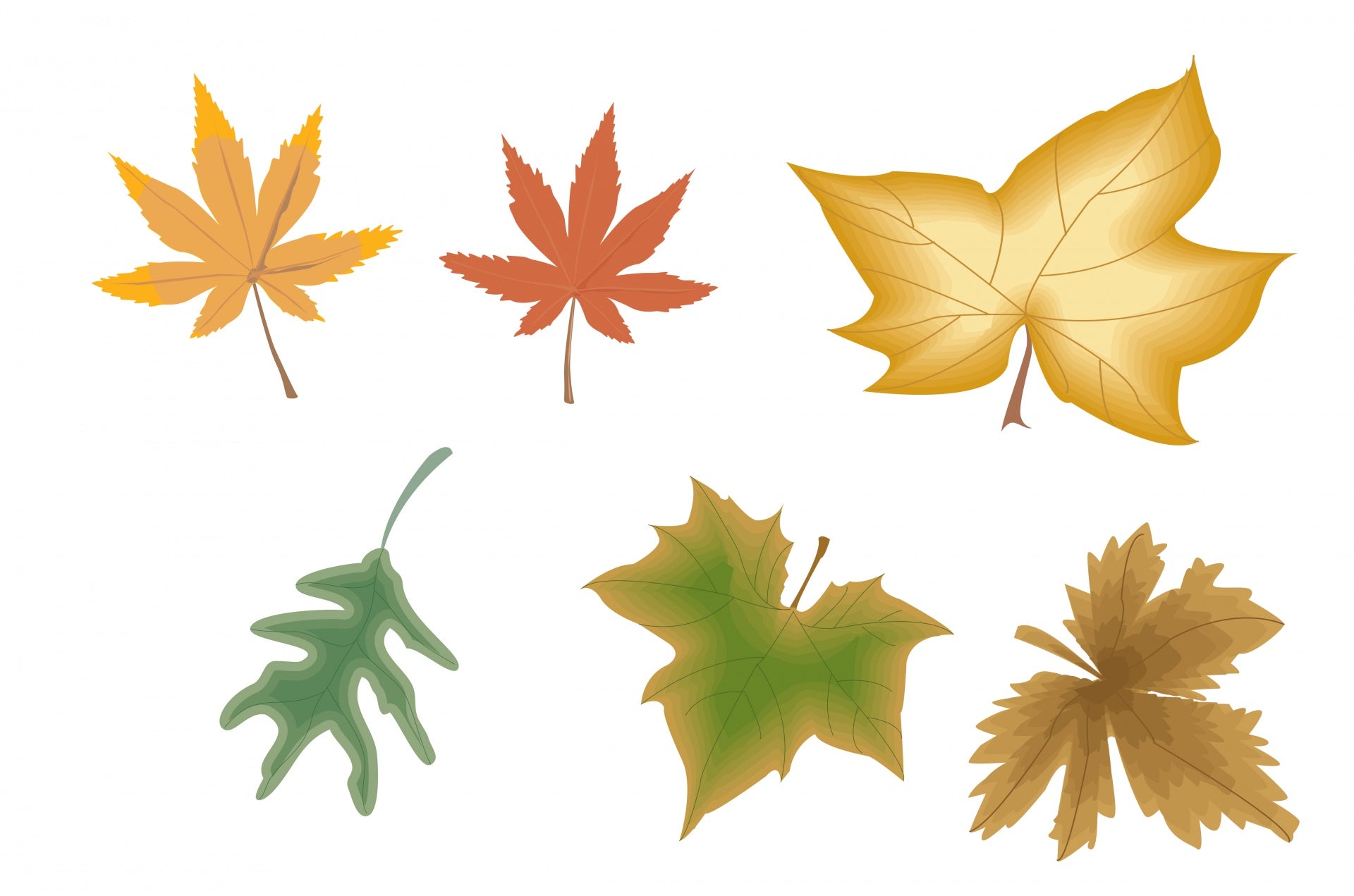 Seedling Packets – Cortland Soil and Water Conservation District