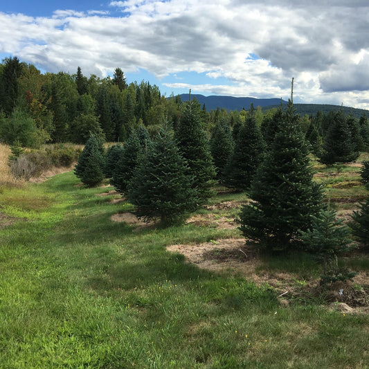 Balsam Fir Transplant