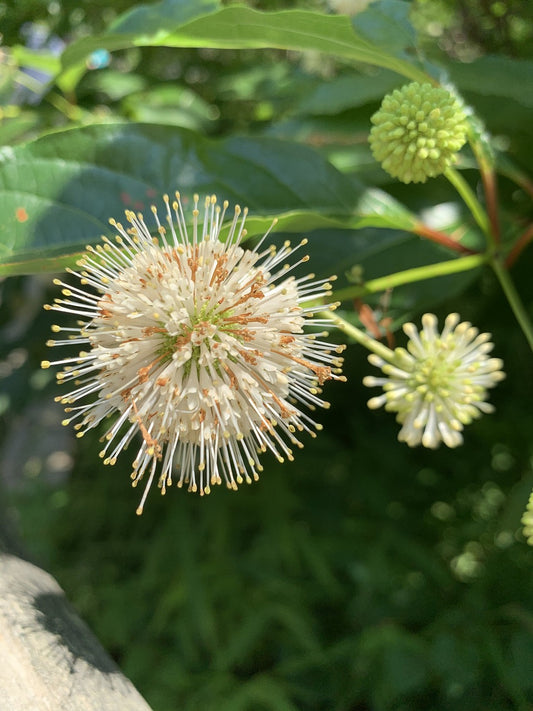 Buttonbush