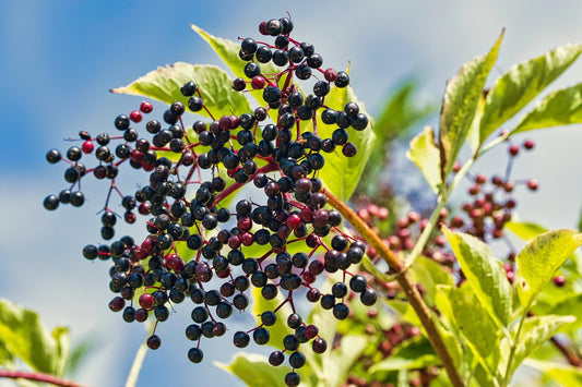Elderberry