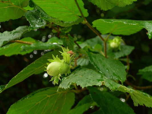 American Hazelnut