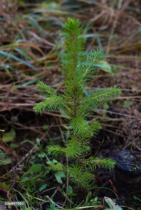 Norway Spruce Seedling