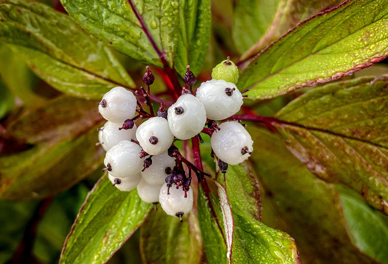 Redosier Dogwood