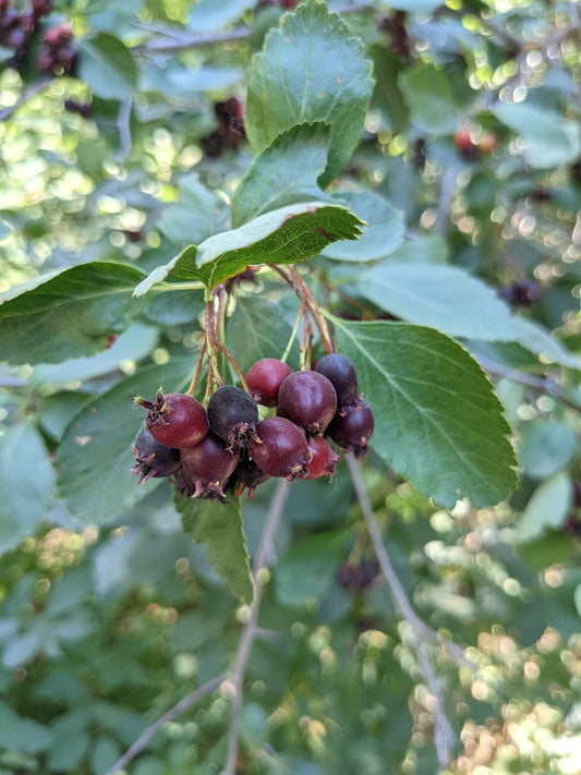 Allegheny Serviceberry