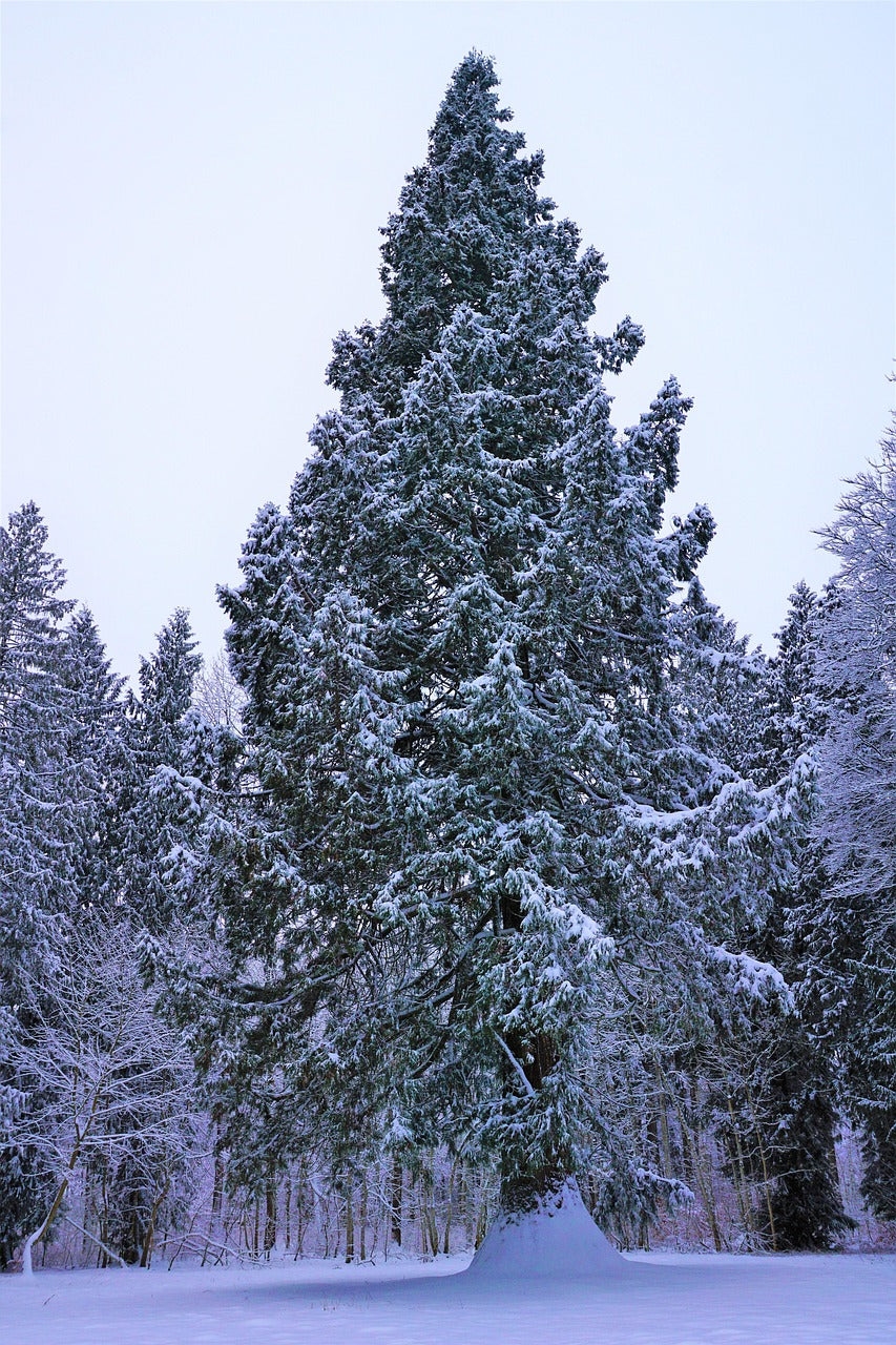 Norway Spruce Transplant