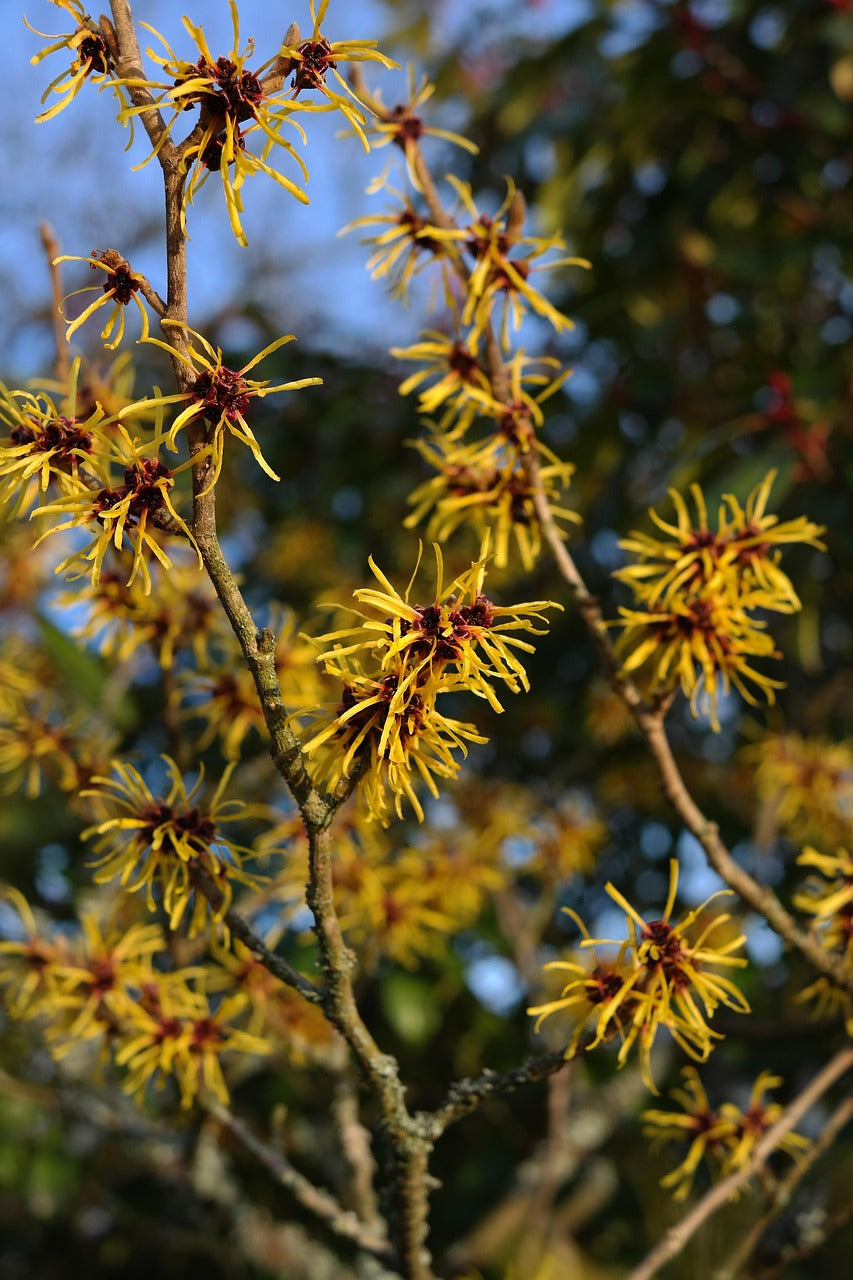 Witch Hazel