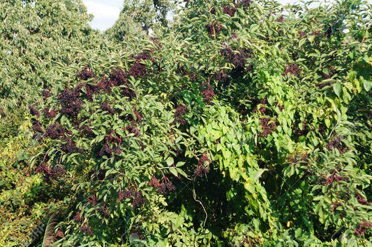 Elderberry