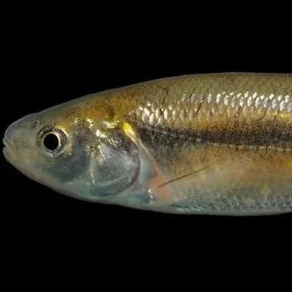 Fathead Minnows (~200+ Minnows/lb)