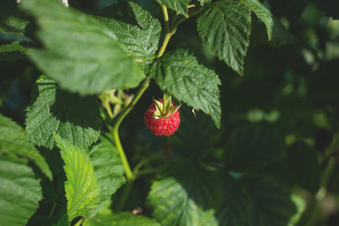 Red Raspberry (Latham)