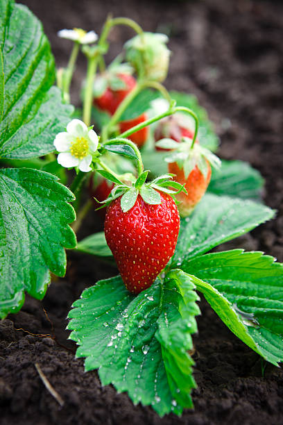 Strawberry (Honeoye)