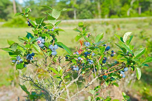 Blueberry (Jersey, Mid)