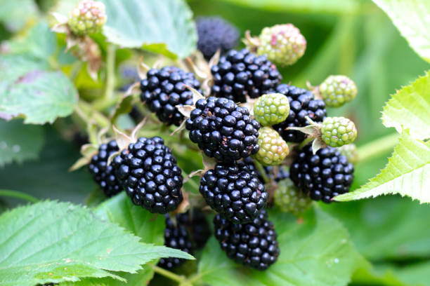 Blackberry (Darrow)